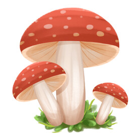 蘑菇