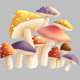 蘑菇