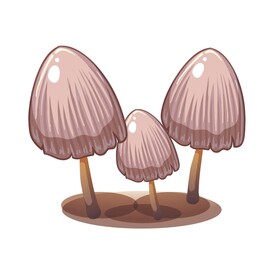 蘑菇