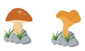 蘑菇