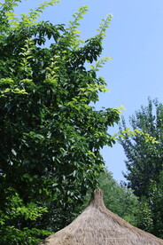 公园风景