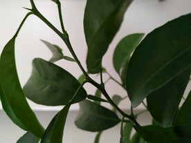植物图片