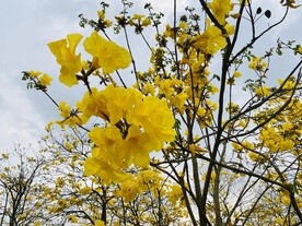 风铃花