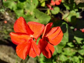 红色鲜花