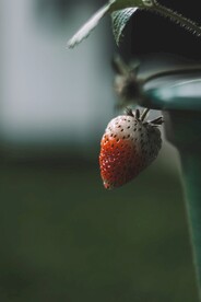 草莓
