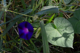 牵牛花
