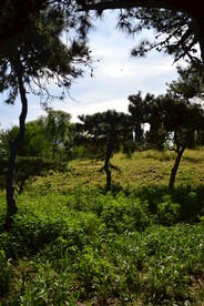 公园风景