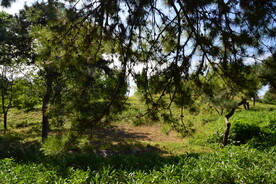 公园风景