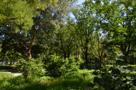 公园风景