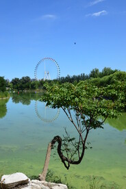 公园风景