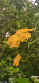 丝瓜花