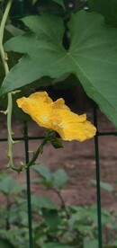 丝瓜花