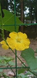 丝瓜花