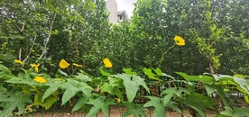 丝瓜花