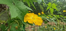 丝瓜花