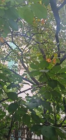 柿子树