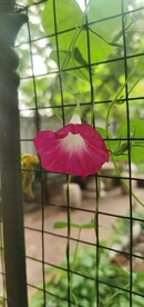 牵牛花
