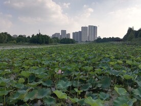 荷塘美景