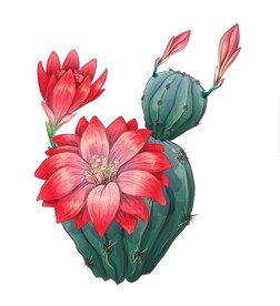 仙人掌开花