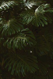 龟背竹竹叶树叶背景