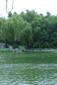 公园风景 