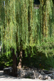公园风景 