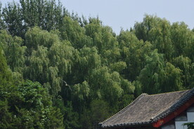 公园风景