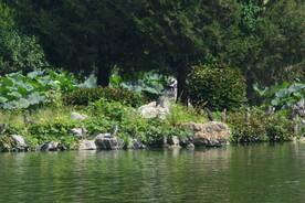 大观园风景 