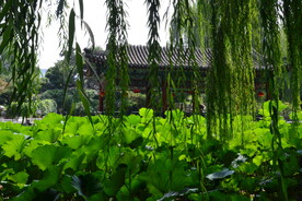 公园风景 