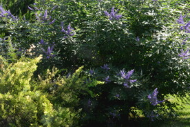 穗花牡荆  