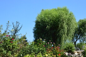 公园风景  