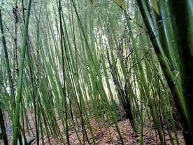 竹林