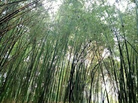 竹子