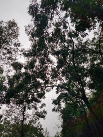 树影