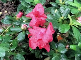 红杜鹃