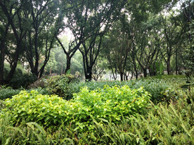 小树林
