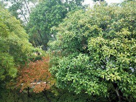 树丛