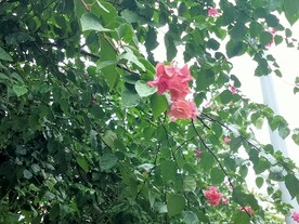 叶子花