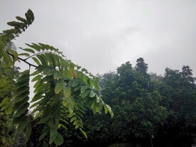 喜树叶子