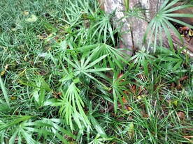 棕竹和麦冬