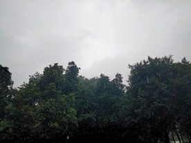 树