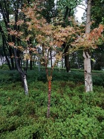 枫树