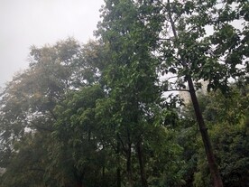 树