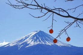 柿子             