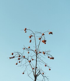 柿子             