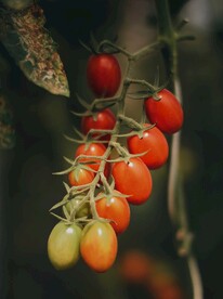 番茄             