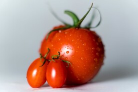 番茄             