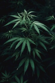 深色绿色叶子背景图片