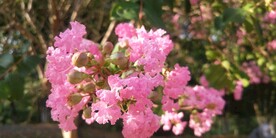 紫薇花图片