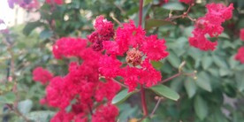 赤薇花图片